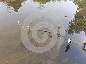 Ipomoea aquatica plant on water.