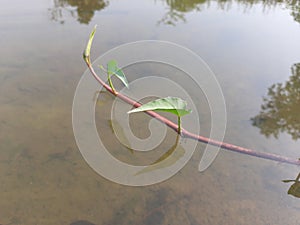 Ipomoea aquatica plant on water.