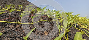 Ipomoea aquatica or water spinach vines on a coal mound