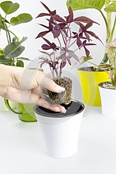 Ipomoea batatas Pharbitis. Transplanting plants into a new pot. Garden home plants multicolored pots on white background