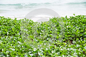 Ipomoea on the beach sand , seascape for background