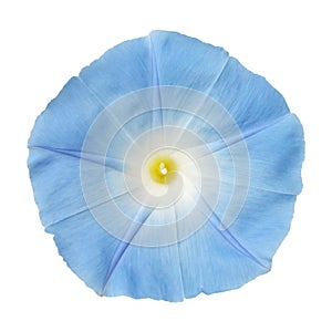 Ipomoea blue flower photo