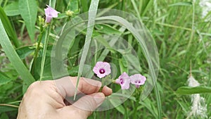 Ipomoea bush morning glory climbing on the ground