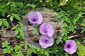 Ipomoea cairica is a herbaceous, perennial plant with palmate leaves and large, showy white to lavender flowers