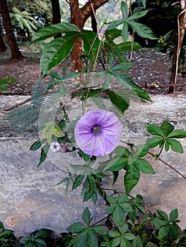 Ipomoea cairica, morning glory flower