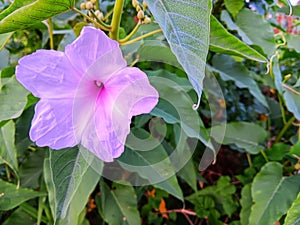 Ipomoea carnea with beautiful pink