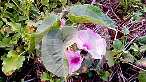 Ipomoea carnea behaya flowers