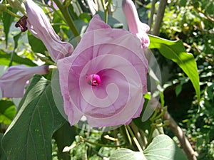 Flower of the morning glory, fused petals, corolla pink to mauve, margin ruffled, trumpet-like, in cluster at the end of branche. photo