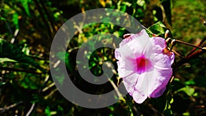 Ipomoea carnea flower