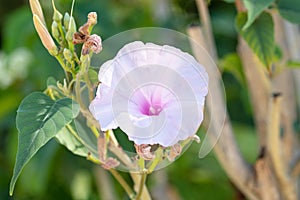 Ipomoea carnea flowers and leaves. Kangkung pagar or Ipomoea carnea, purple pink morning glory, photo