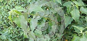 Ipomoea carnea Jacq beautiful tropical plant