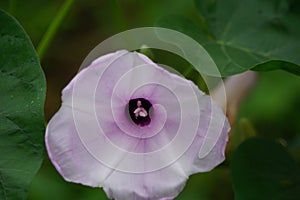 Ipomoea carnea (Kangkung pagar, krangkungan, pink morning glory) in nature. photo