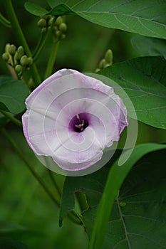 Ipomoea carnea (Kangkung pagar, krangkungan, pink morning glory) in nature. photo