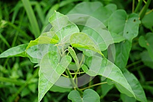 Ipomoea carnea (Kangkung pagar, krangkungan, pink morning glory) in nature. photo