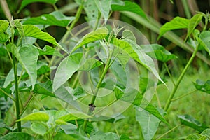 Ipomoea carnea (Kangkung pagar, krangkungan, pink morning glory) in nature. photo