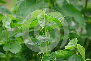 Ipomoea carnea (Kangkung pagar, krangkungan, pink morning glory) in nature. photo