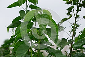 Ipomoea carnea (Kangkung pagar, krangkungan, pink morning glory) in nature. photo