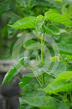 Ipomoea carnea (Kangkung pagar, krangkungan, pink morning glory) in nature. photo