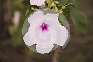 Ipomoea carnea . pink flower. kangkung pagar