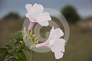 Ipomoea carnea . pink flower. kangkung pagar