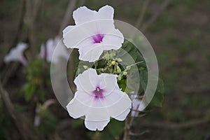 Ipomoea carnea . pink flower. kangkung pagar photo