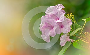 Ipomoea carnea pink morning glory heart-shaped leaves that are a rich green Convolvulaceae perennial vine native to Japan