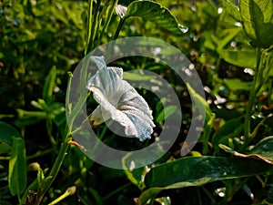 Ipomoea corymbosa is a species of morning glory, native throughout Latin America from Mexico as far south as Peru and widely photo