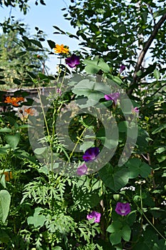 Ipomoea and cosmos flowers in summer garden. Orange and purple flowers in sunny day