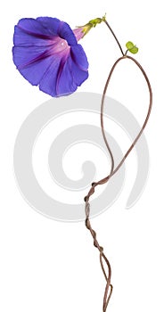 Ipomoea flower isolated