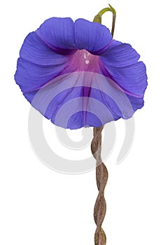 Ipomoea flower isolated