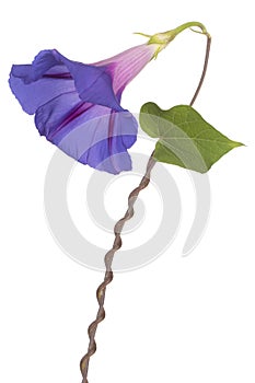 Ipomoea flower isolated