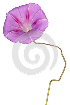 Ipomoea flower isolated