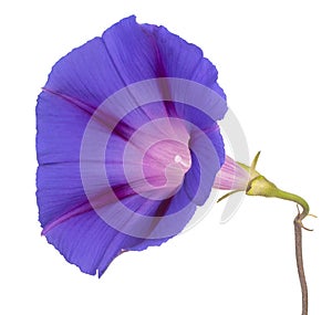 Ipomoea flower isolated