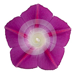 Ipomoea flower isolated