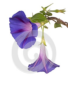 Ipomoea flower isolated