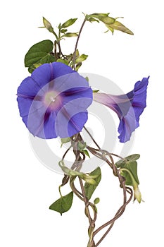 Ipomoea flower isolated