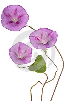 Ipomoea flower isolated