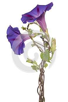 Ipomoea flower isolated