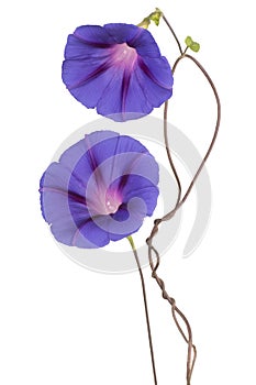 Ipomoea flower isolated