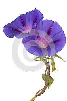 Ipomoea flower isolated