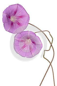 Ipomoea flower isolated