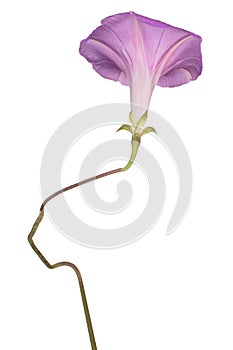 Ipomoea flower isolated