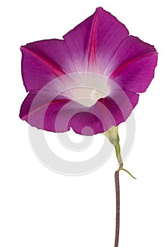 Ipomoea flower isolated