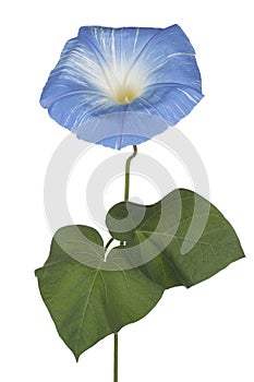 ipomoea flower isolated