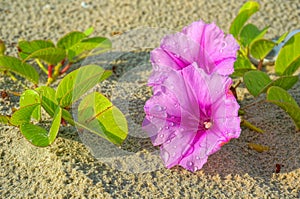 Ipomoea flowers on the beach