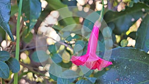 Ipomoea horsfalliae also known as princes vine