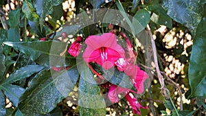 Ipomoea horsfalliae also known as princes vine