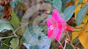 Ipomoea horsfalliae also known as princes vine