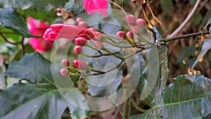 Ipomoea horsfalliae also known as princes vine