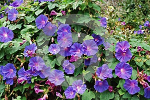 Ipomoea indica blue flowers blossom.